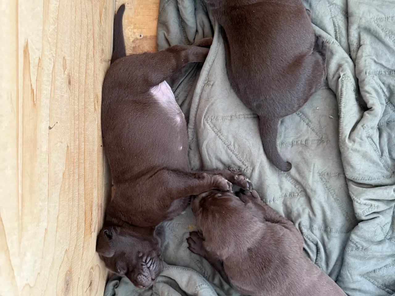 Billede 2 - Brune labrador hvalpe