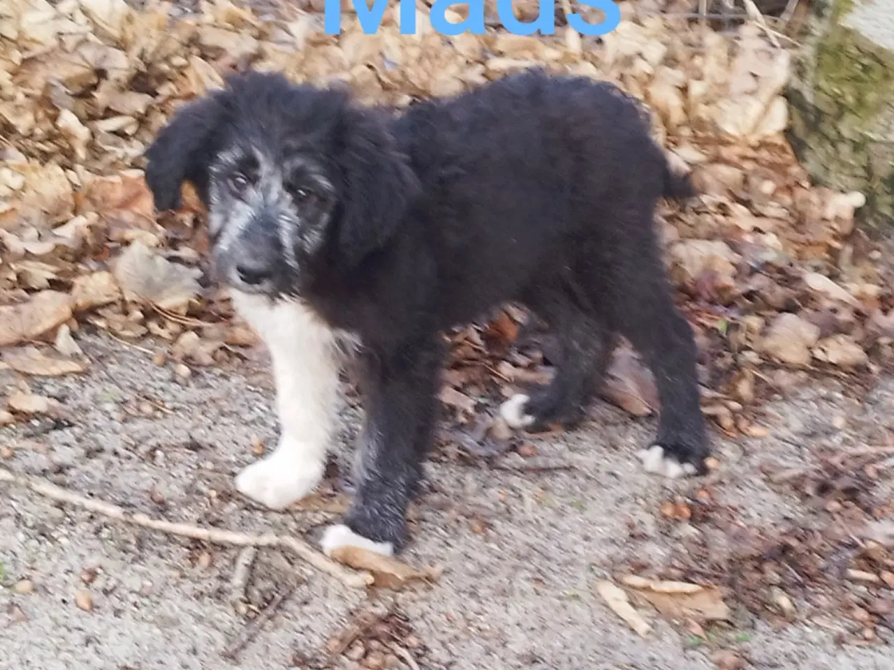 Billede 1 - Bordoodle (Border Collie & Poodle Mix):