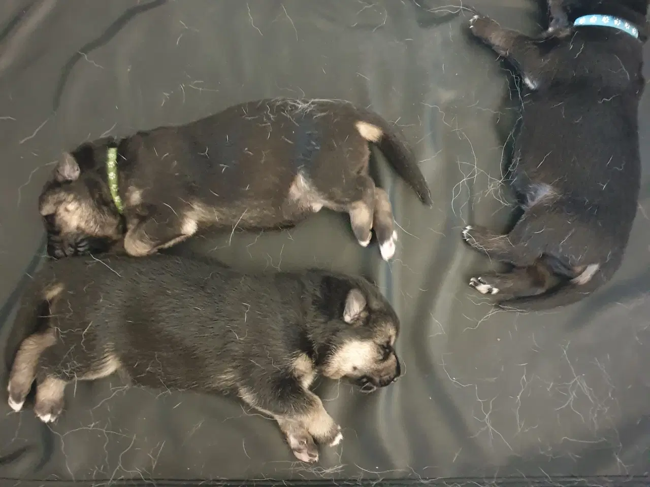 Billede 5 - Schæfer hvalpe/ 1/4 husky