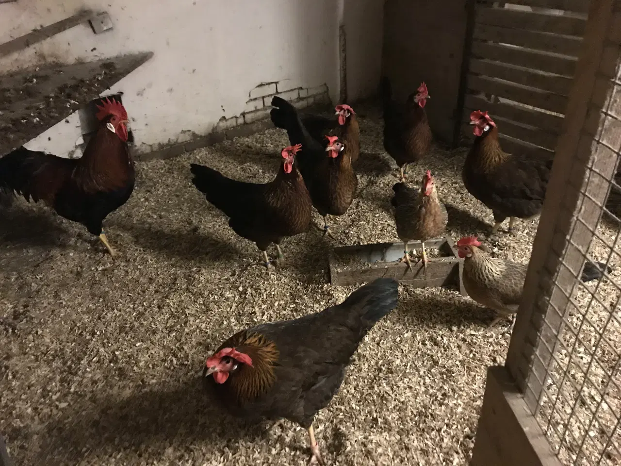 Billede 1 - Italiener