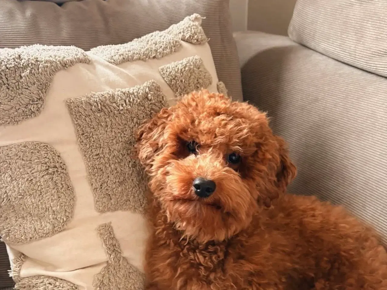 Billede 4 - Havapoo ventelisten er nu åben