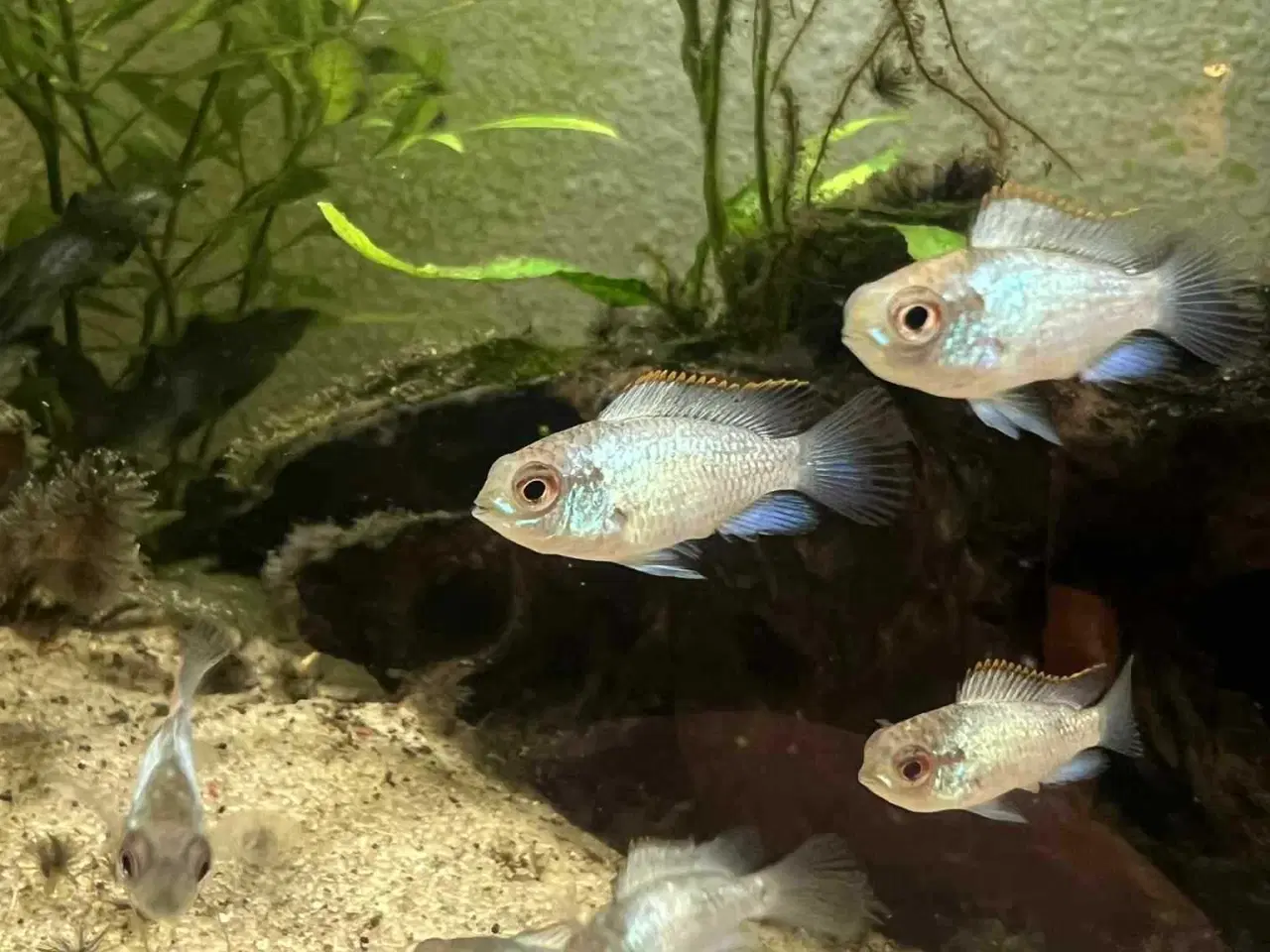 Billede 2 - Electric blue acara