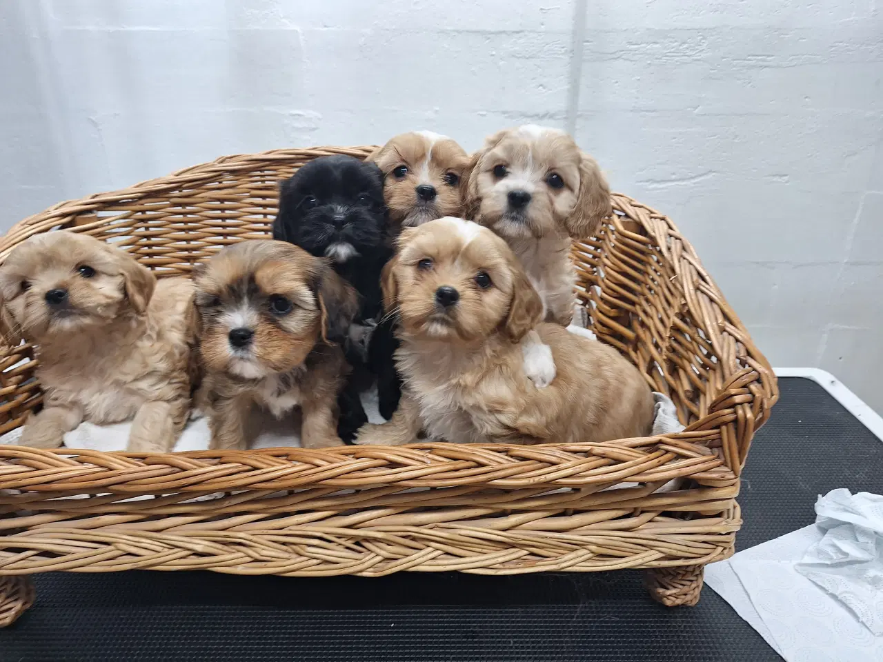 Billede 1 - Cavapoo hvalpe små