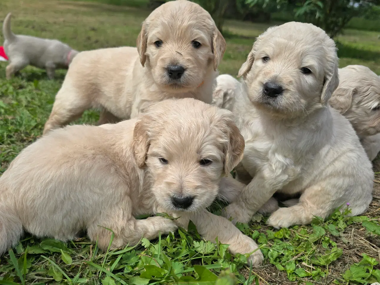 Billede 12 - Goldendoodle hvalpe søger nyt hjem.