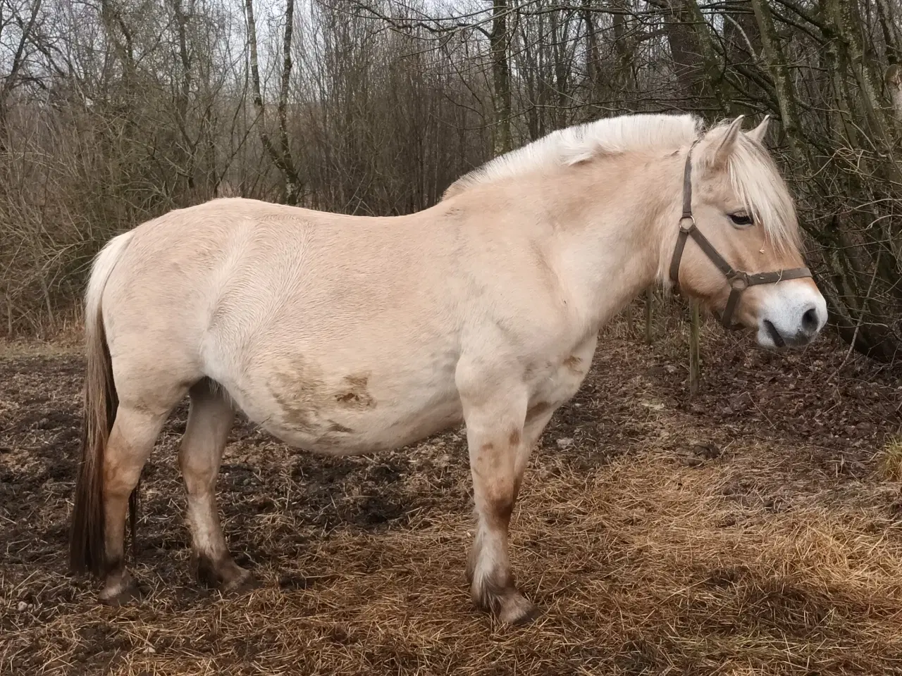 Billede 2 - Fjordhest 