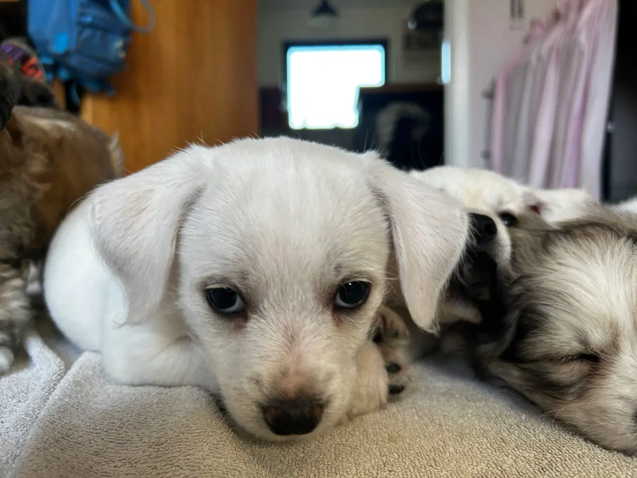 Billede 10 - Bichon frise/chihuahua/malteser hvalpe