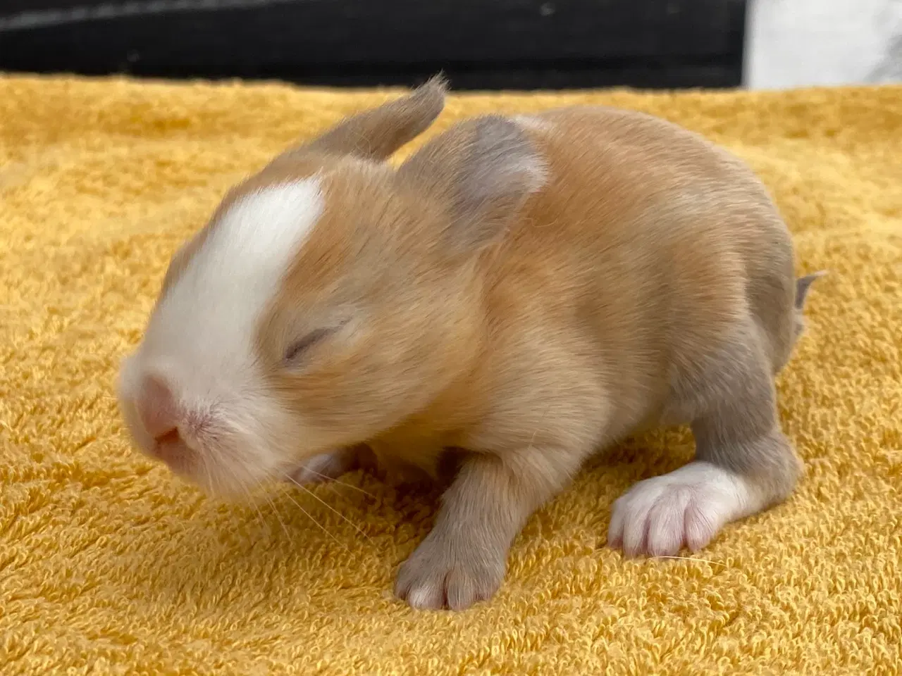 Billede 10 - HOLLÆNDER HUN MADAGASCAR