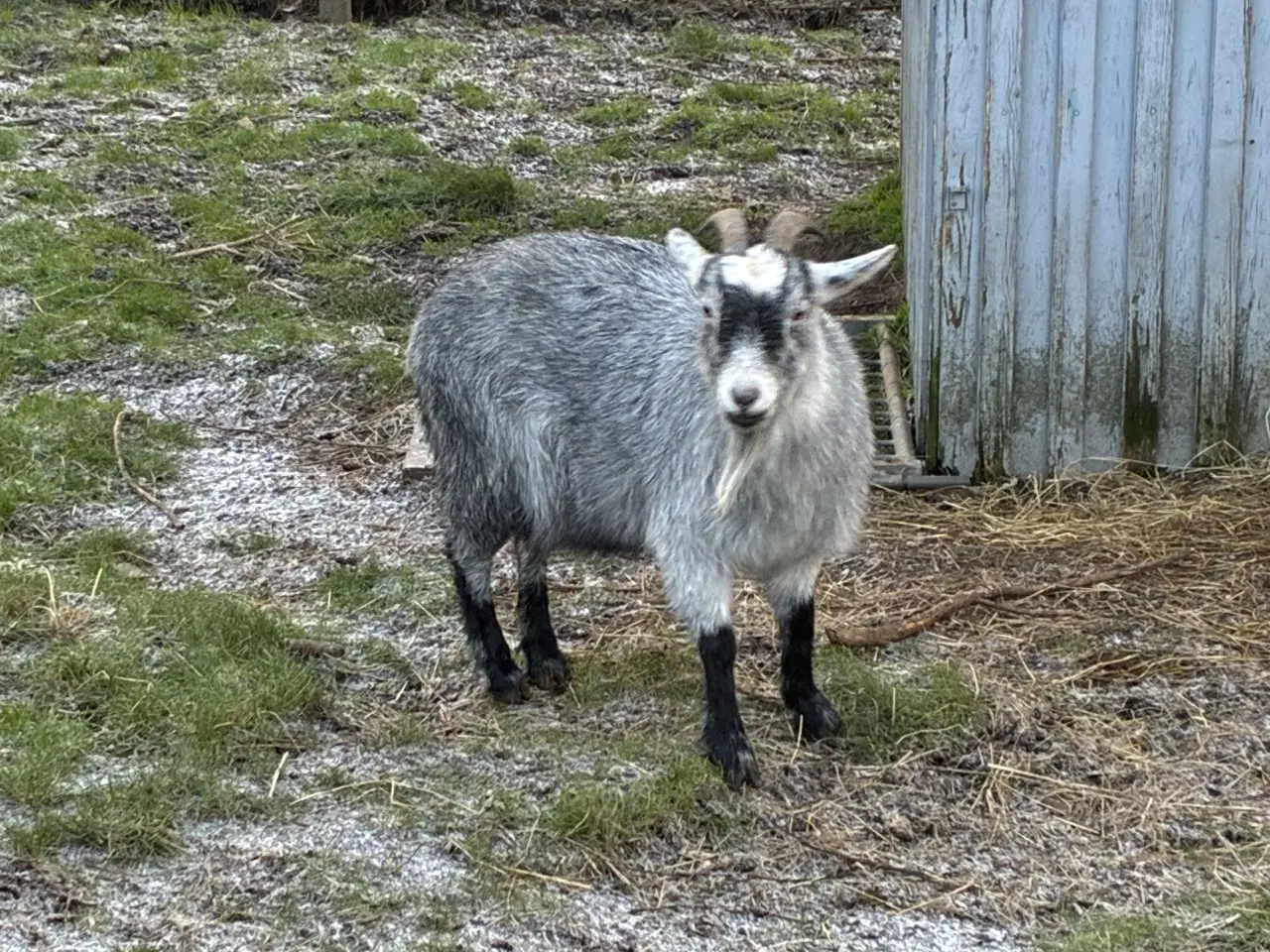 Billede 1 - Stor tam dværgged 