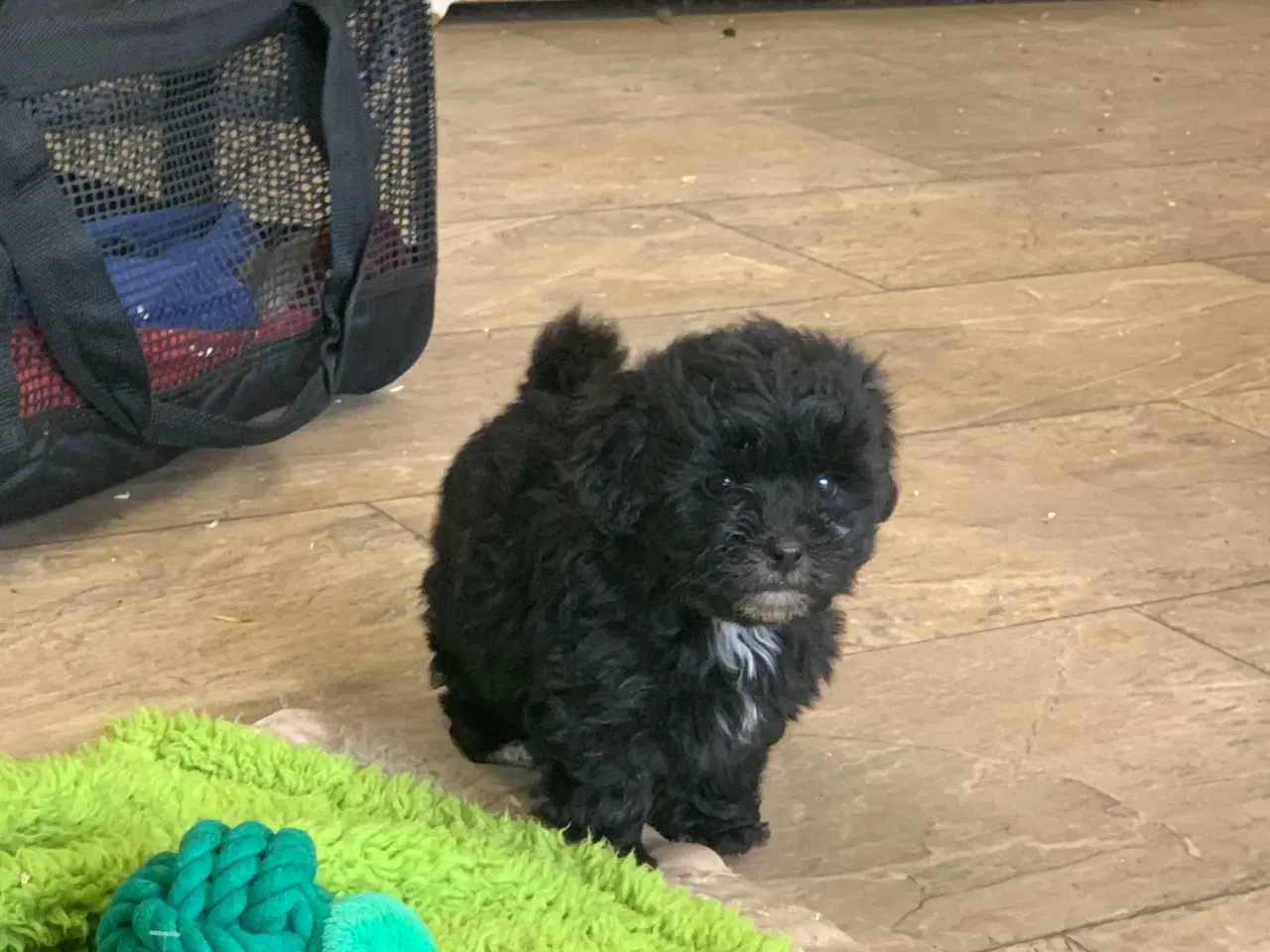 Billede 20 - Mini Maltipoo babyer 