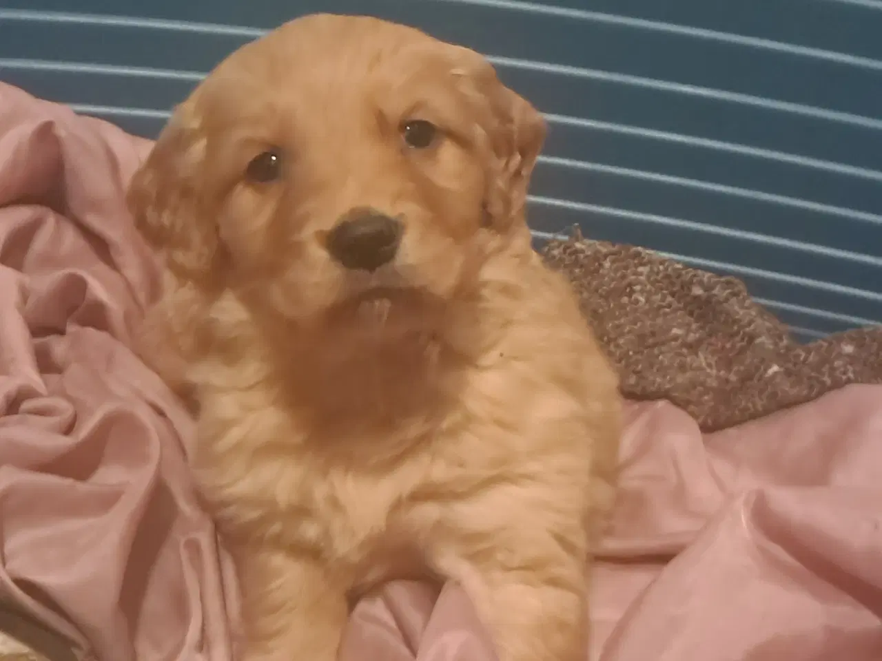 Billede 9 - De sødeste skønneste blandingshvalpe