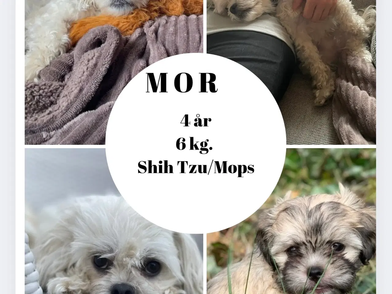 Billede 1 - Skønne shih tzu & bomulds hvalpe 