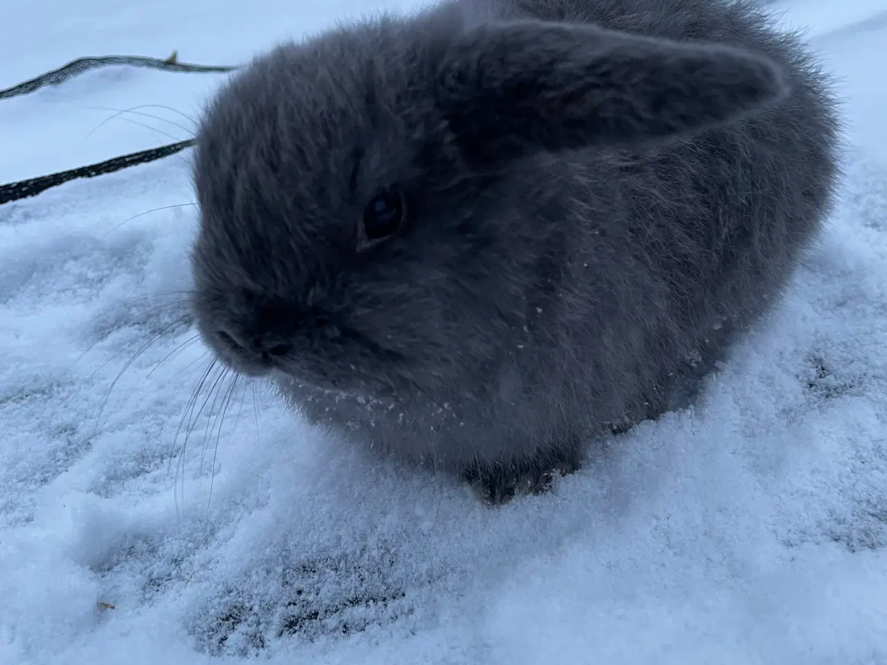 Billede 6 - Mini Lop - Kaniner 