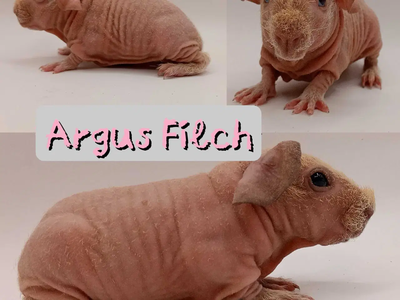 Billede 2 - DK Marinos opdræt