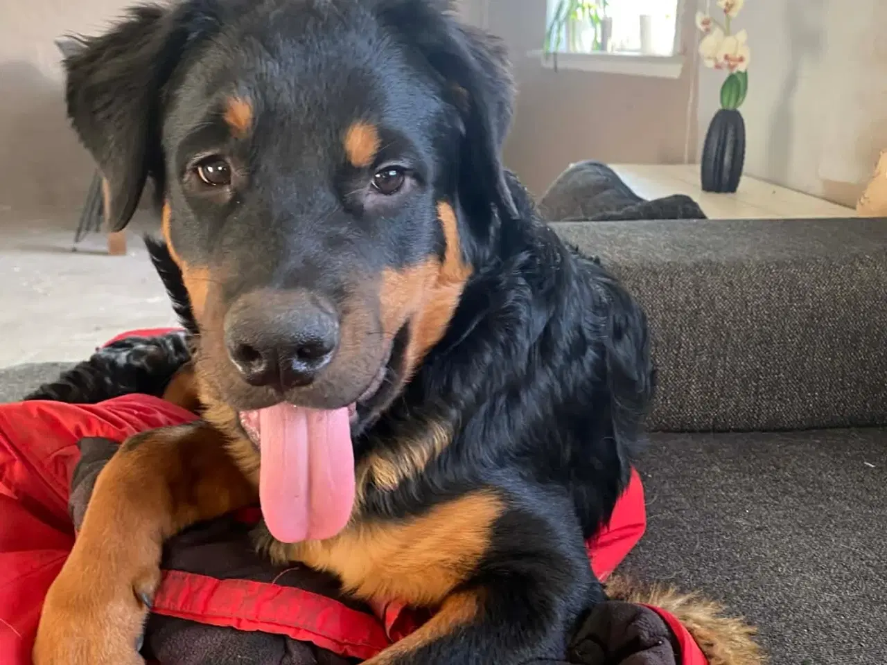 Billede 3 - Dejlig han hvalp søger nyt hjem