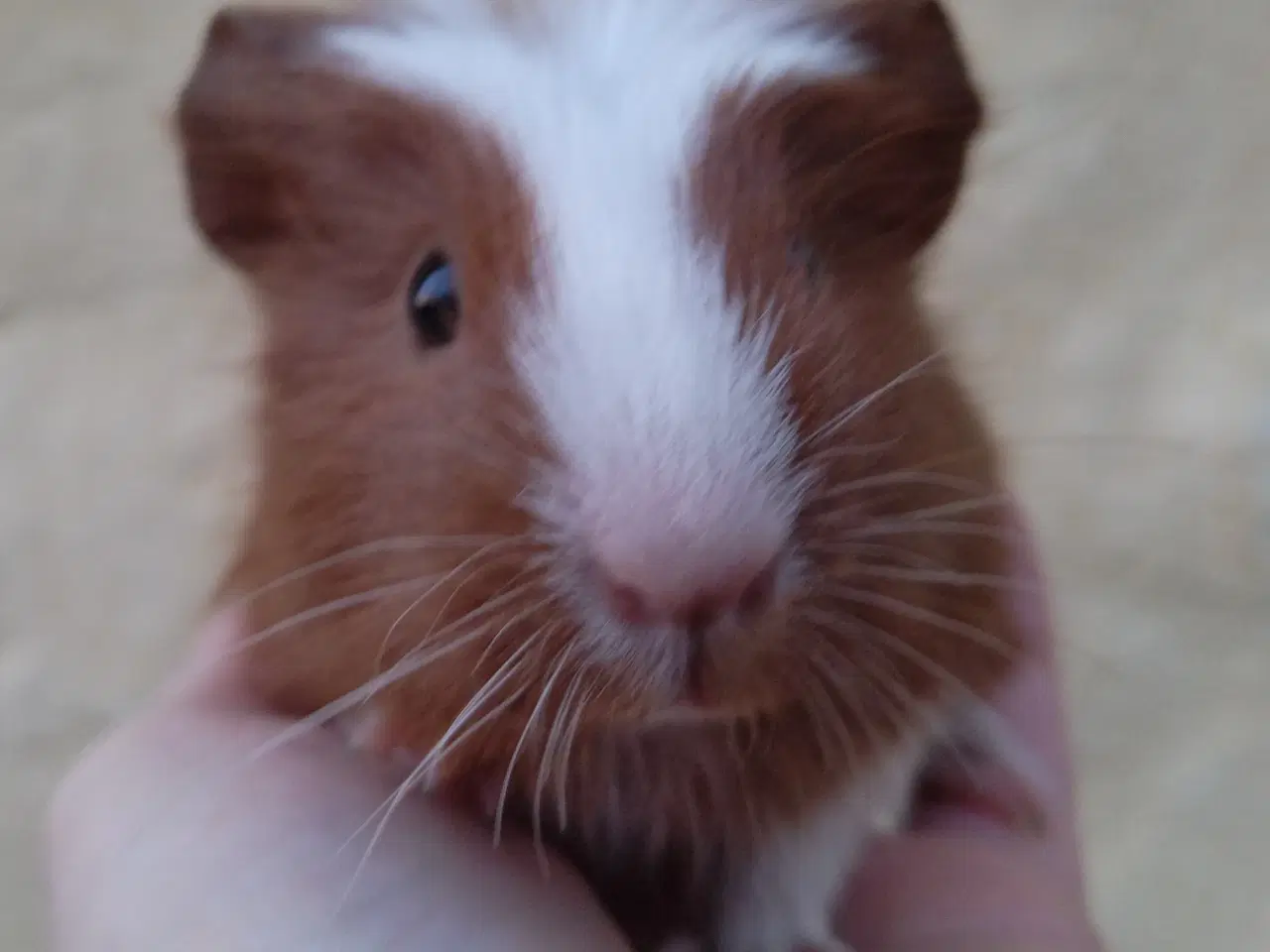 Billede 1 - Hun unge til voksen 