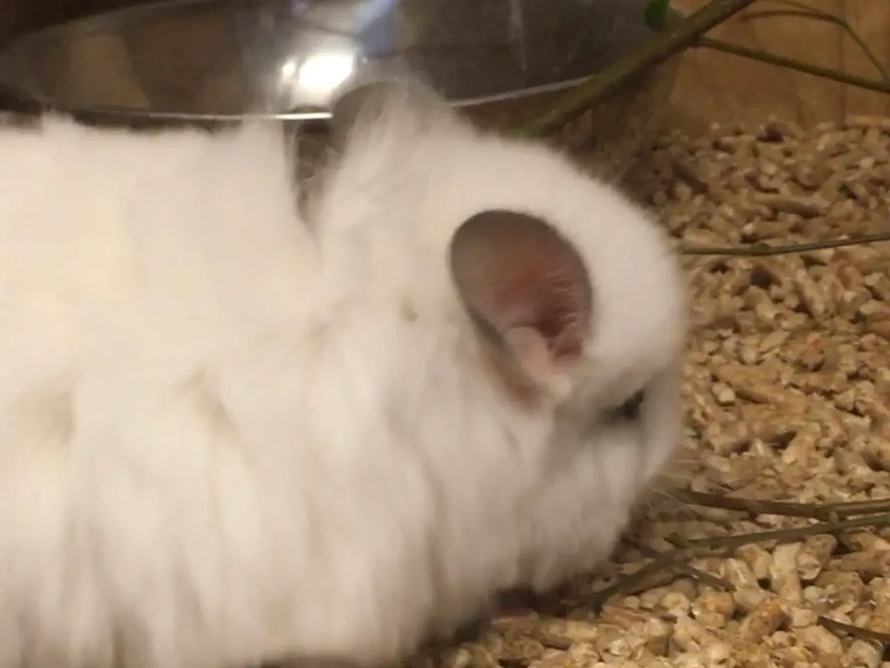 Billede 8 - Rpa og Rpac ( Angora) chinchillaer søger nyt hjem 