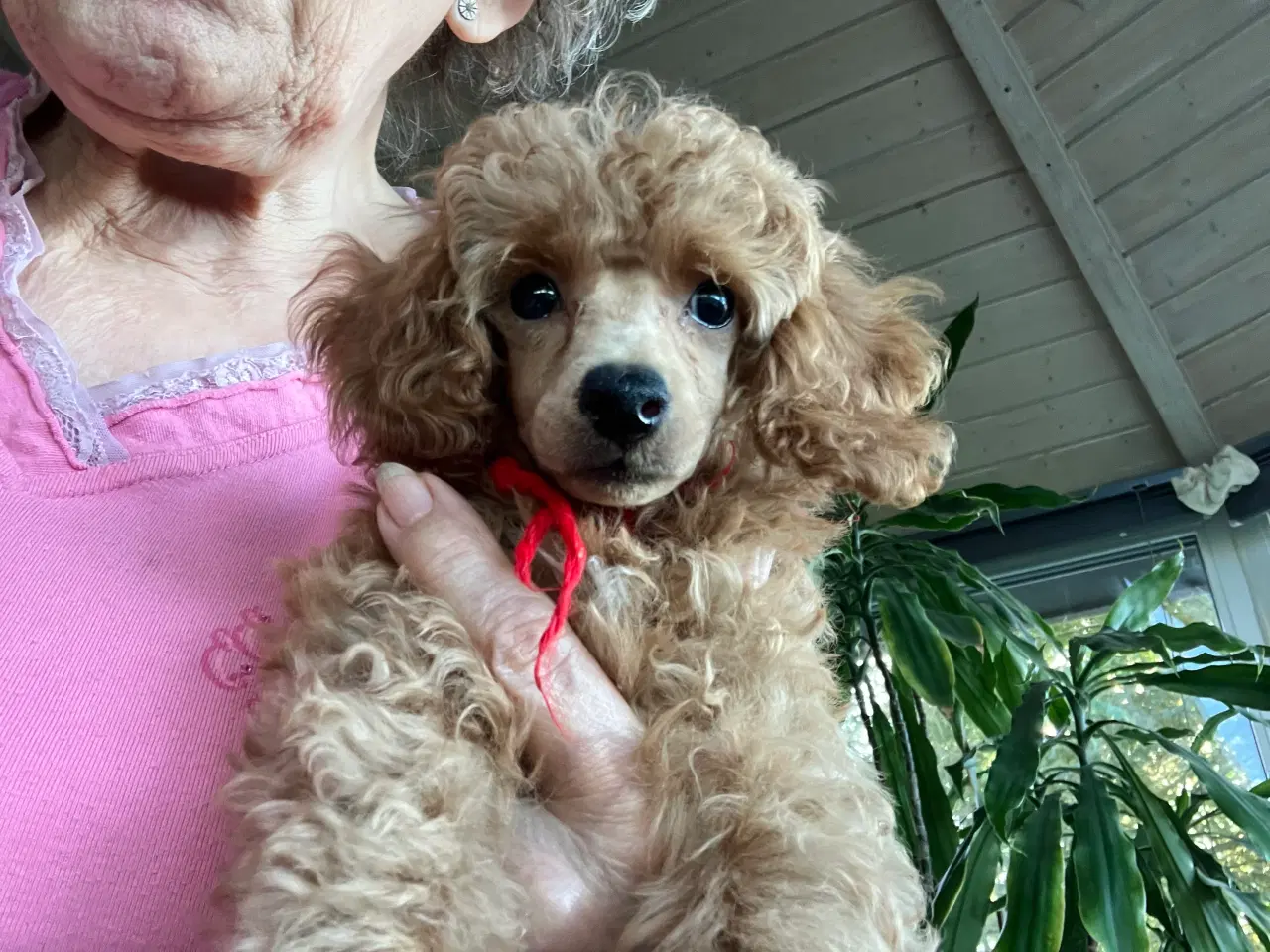 Billede 1 - Tøj puddel 