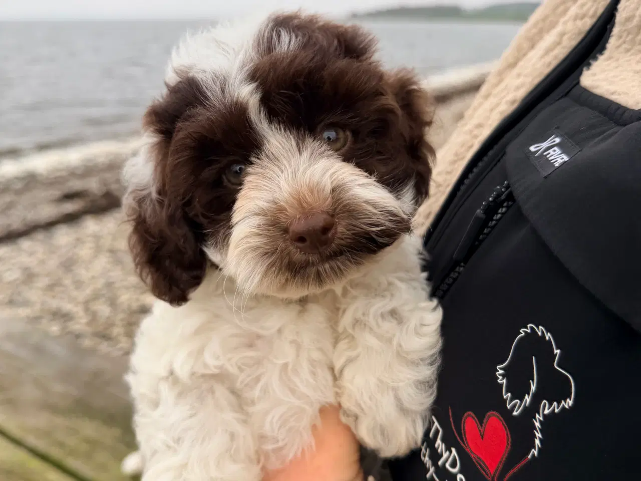 Billede 6 - Havapoo