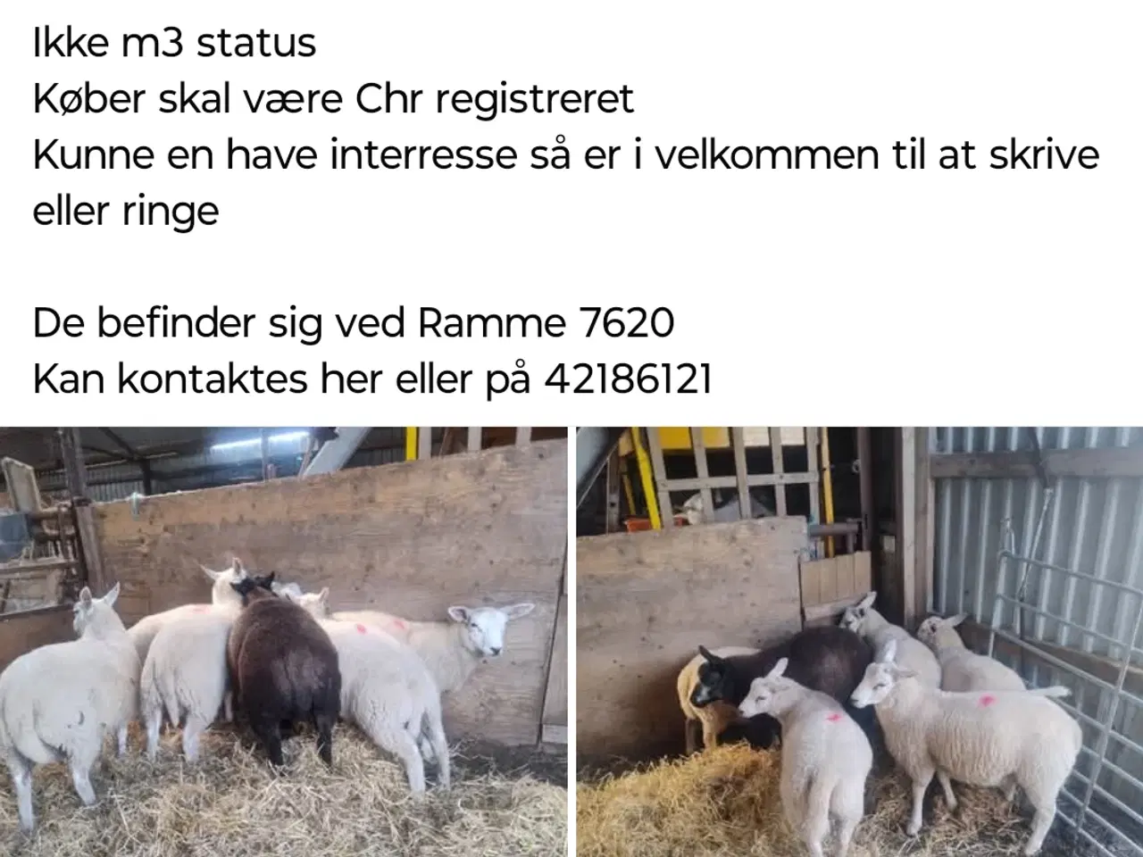 Billede 1 - Vædder lam 