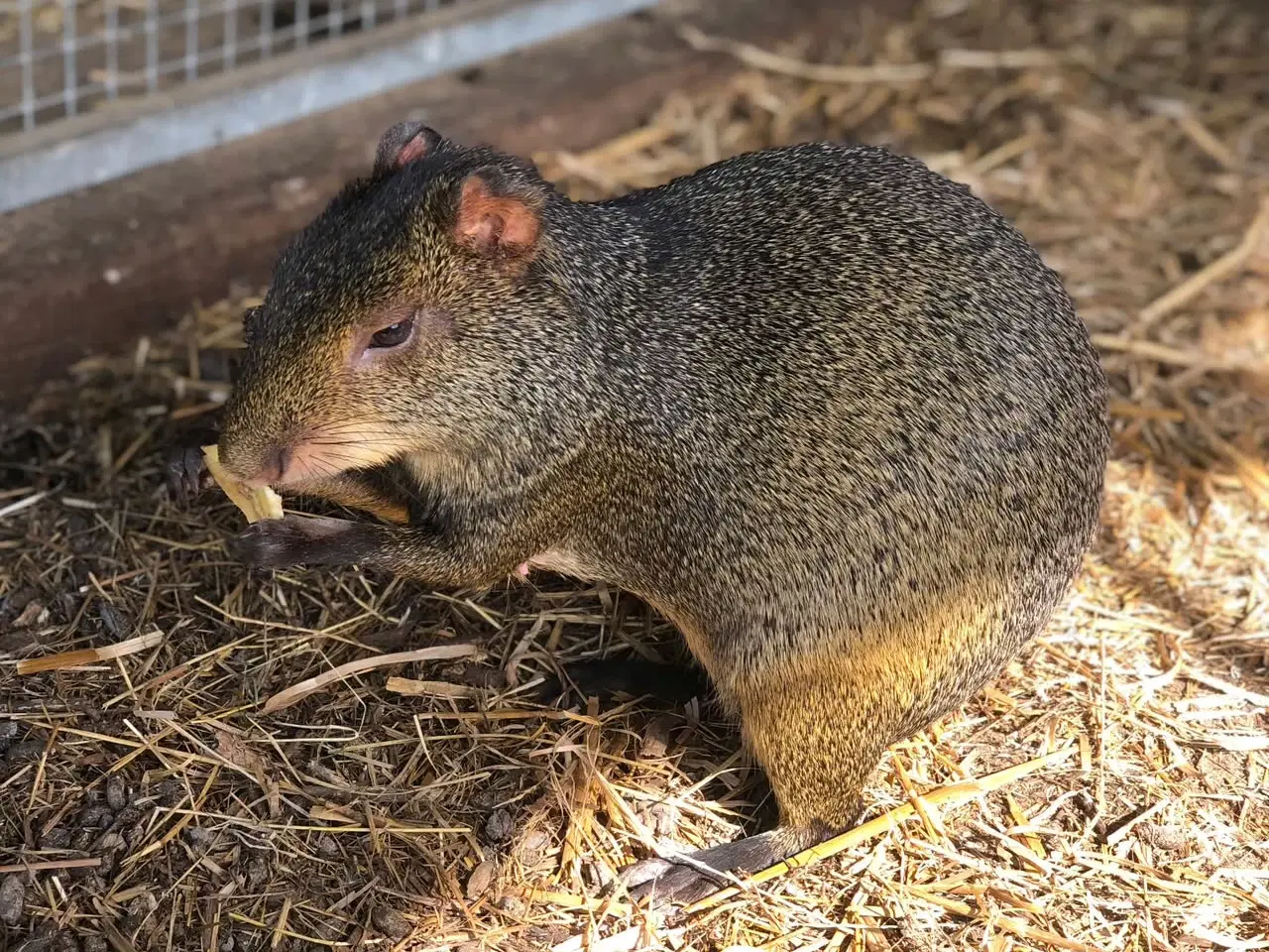 Billede 2 - Agouti han sælges 