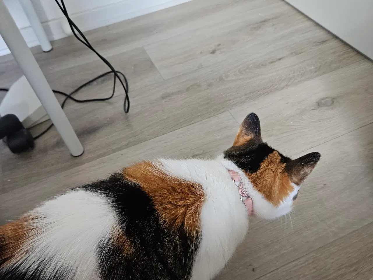Billede 1 - Huskat gives væk for et godt hjem