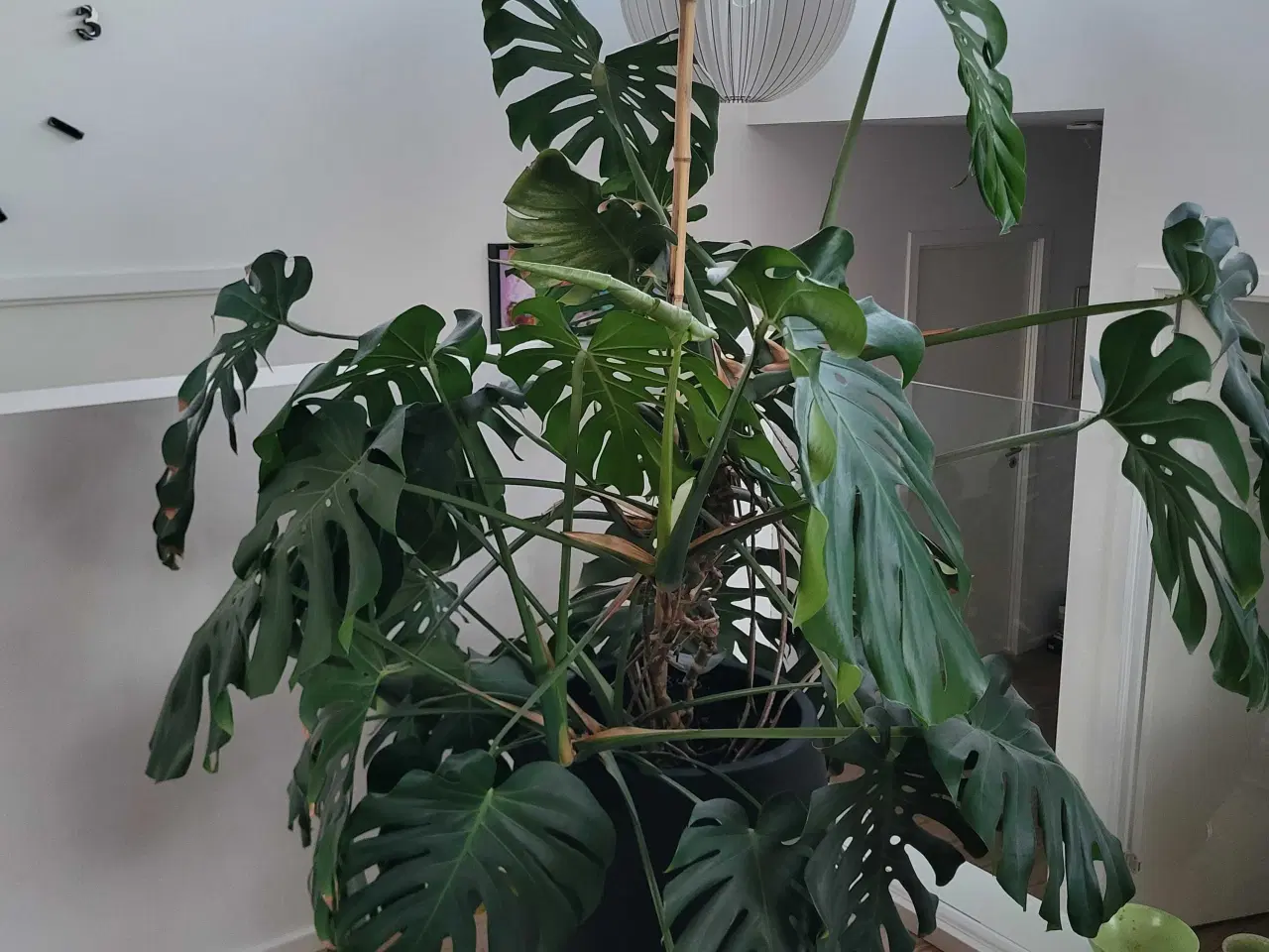 Billede 3 - Kæmpe Monstera Deliciosa