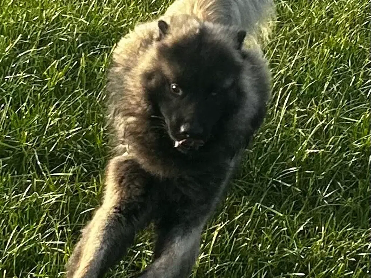 Billede 4 - Euraiser 1 år