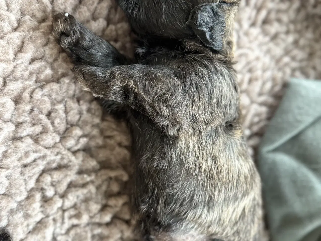 Billede 5 - 🐶 De skønneste familievenlige blandingshvalpe