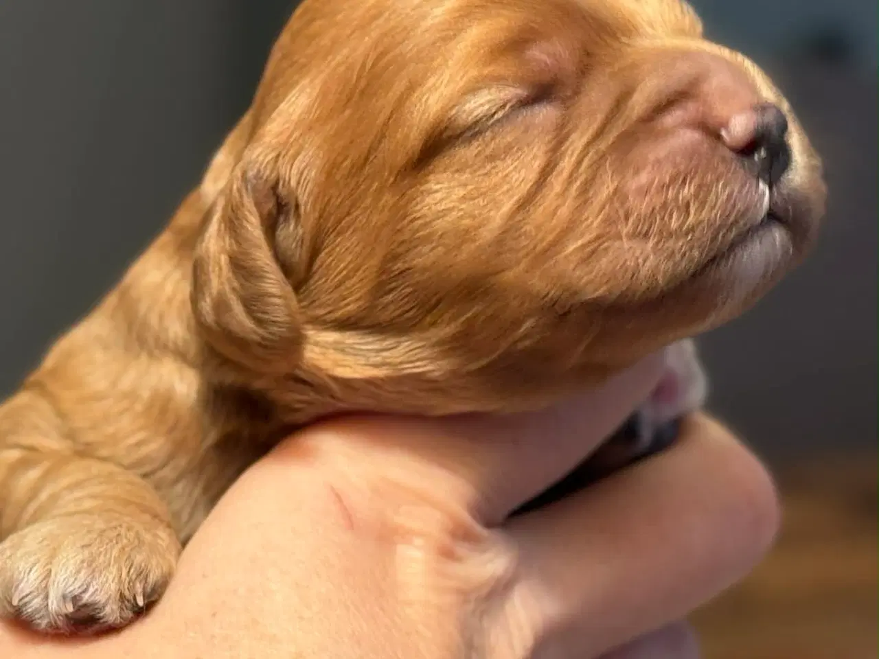 Billede 1 - Cava/cockerpoo hvalpe søger kærlige hjem