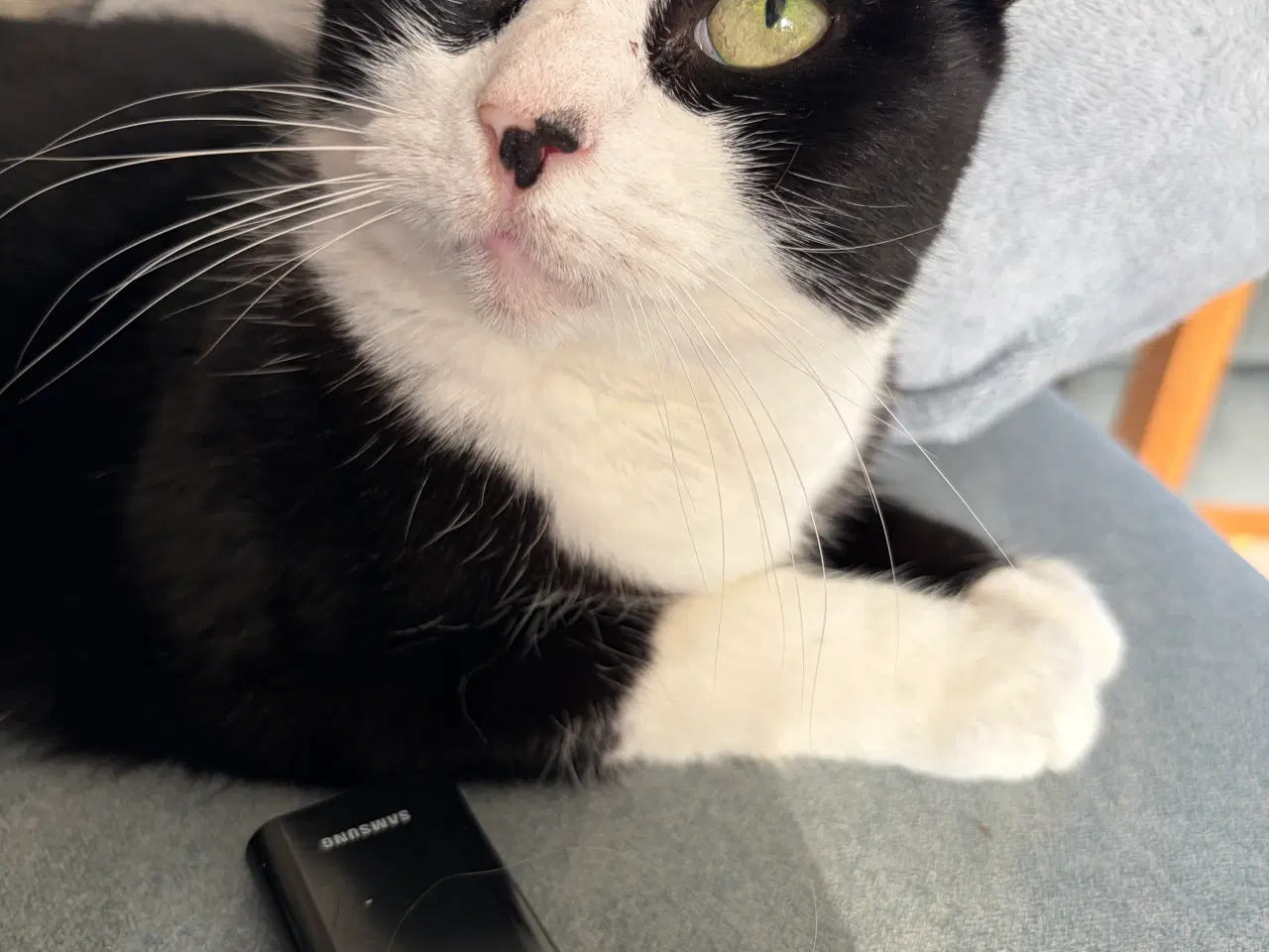 Billede 4 - Sød hun kat 