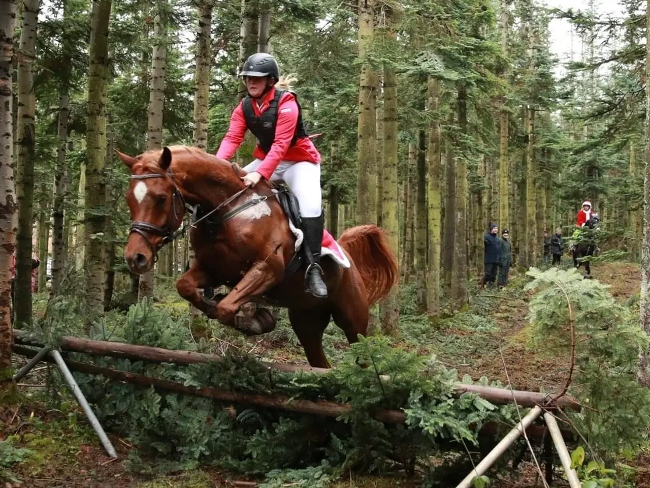 Billede 2 - 6 års allround araber vallak 