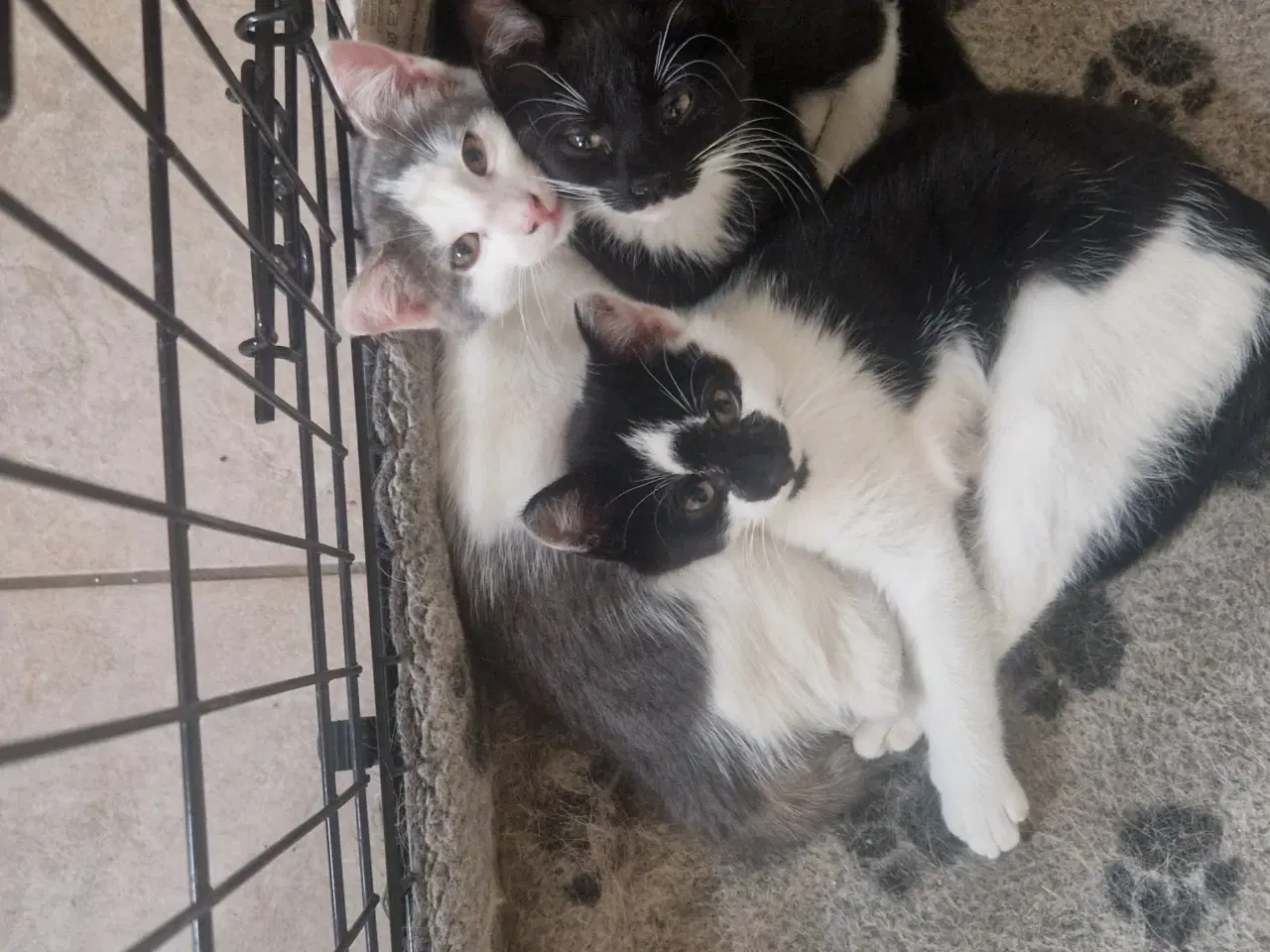 Billede 1 - kattekillinger