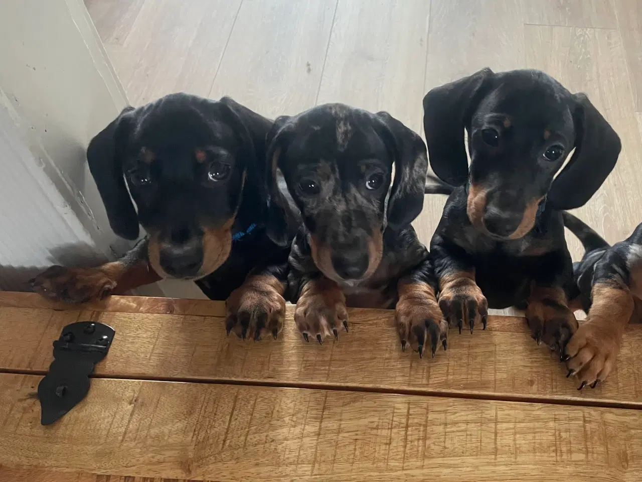 Billede 6 - Mini Gravhund/ Dachshund Hvælpe