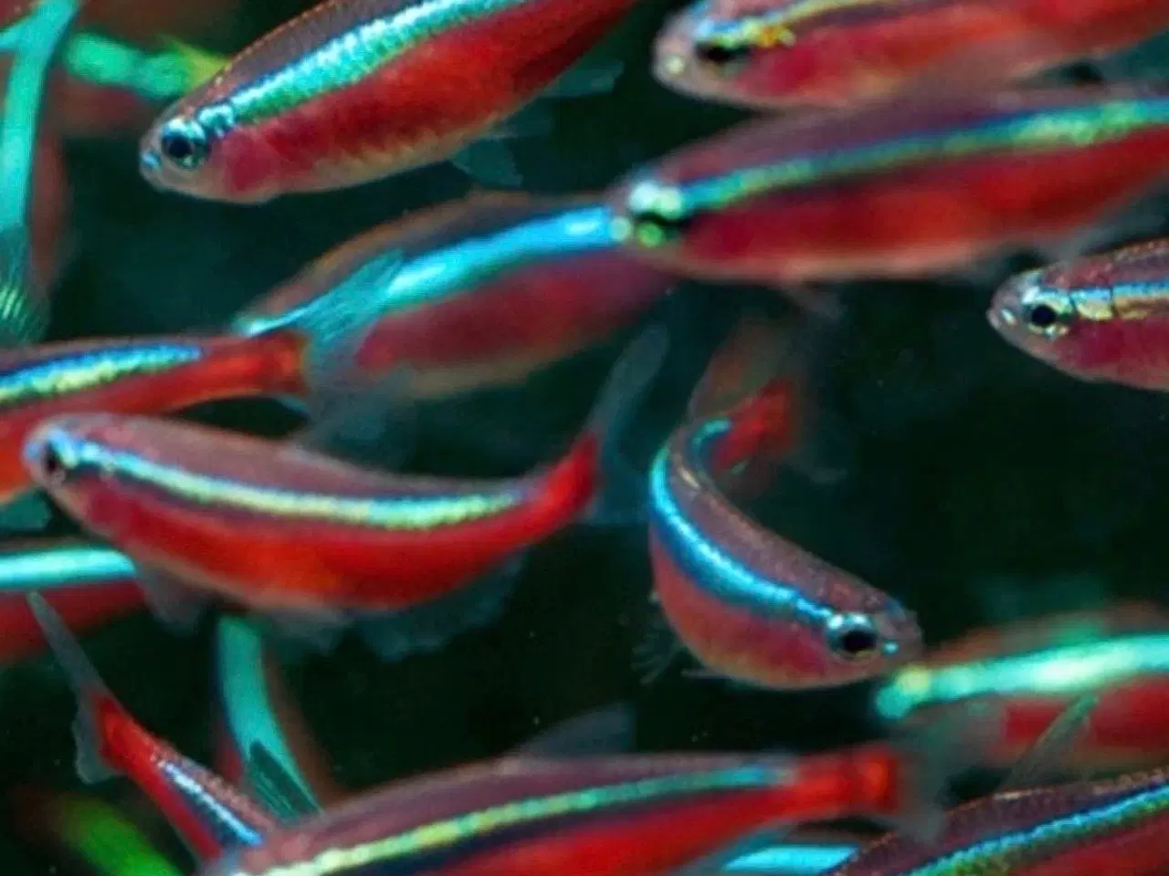 Billede 1 - Røde neon fisk