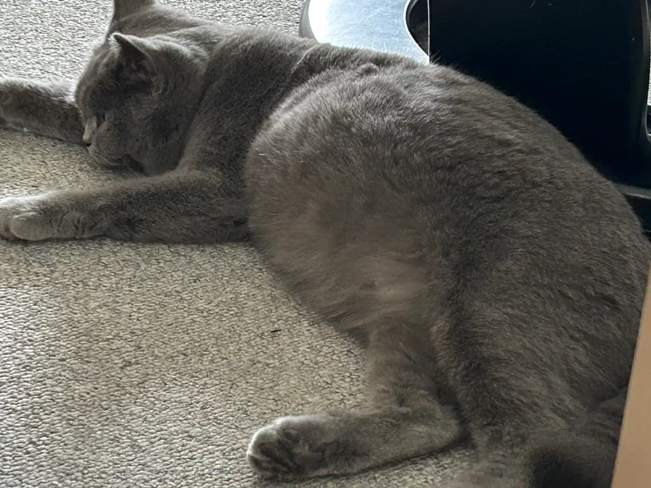 Billede 3 - British shorthair killinger sælges