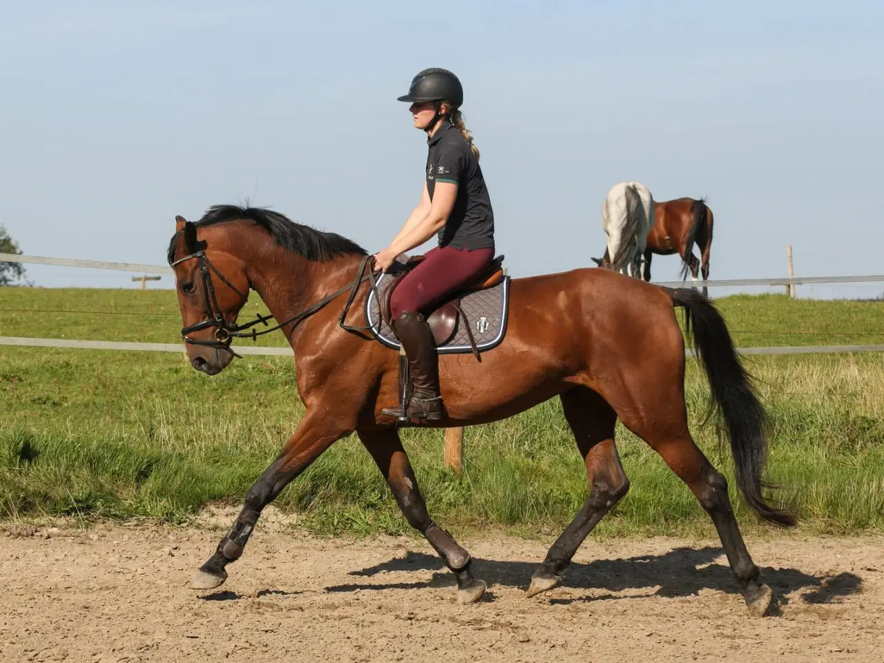 Billede 4 - Traver, hoppe, 14 år, 168 cm