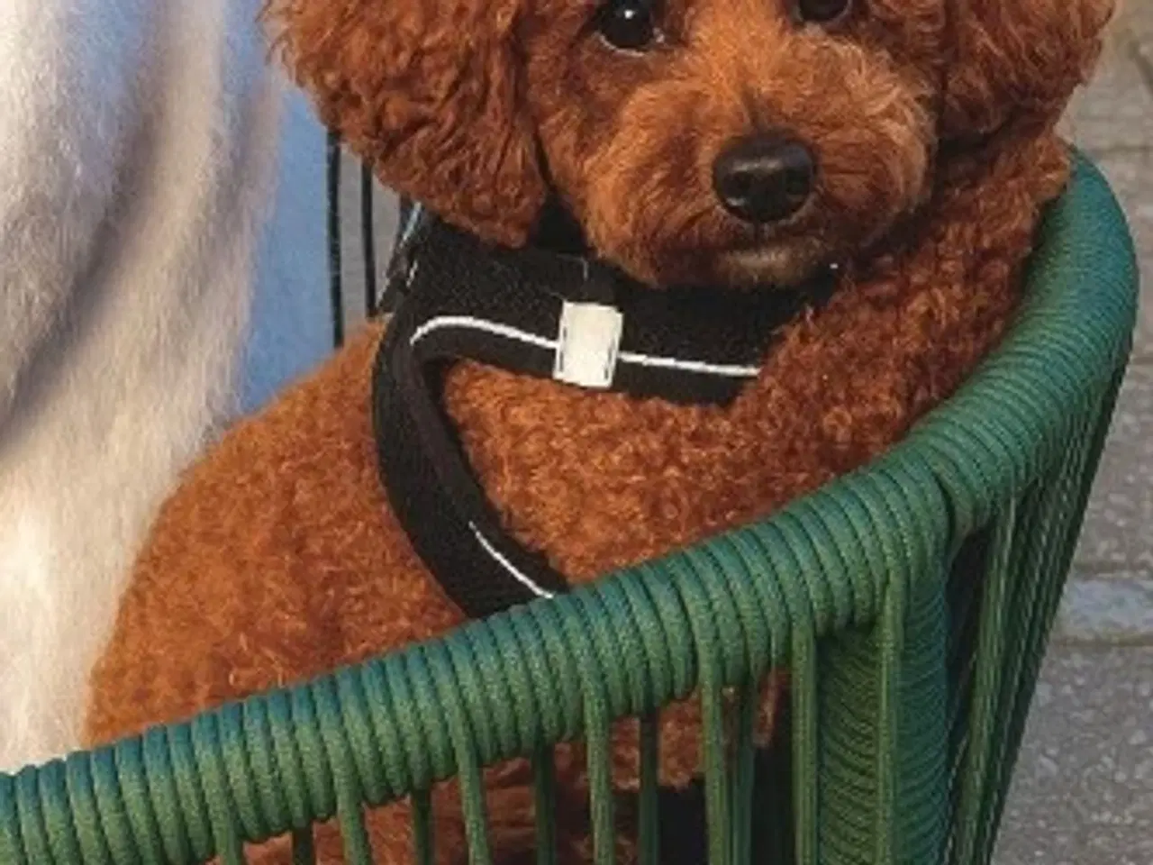 Billede 4 - Toy Puddel × Staffy hvalpe 🐾