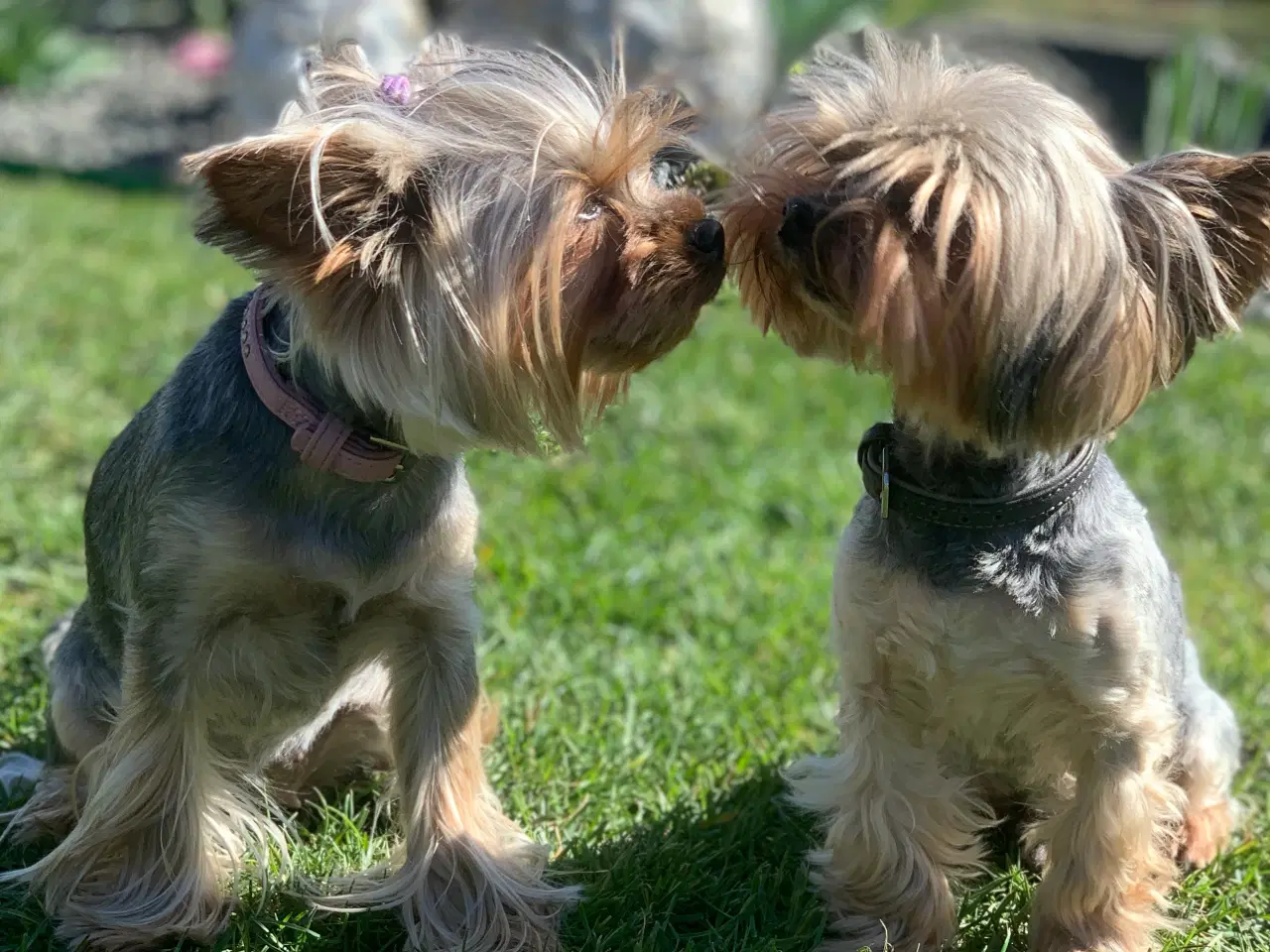 Billede 7 - Yorkshire terrier 