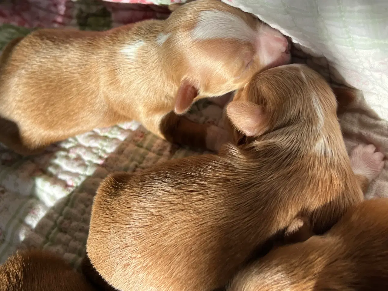 Billede 8 - 🧡Smukke Abrikos & Røde små 🧡