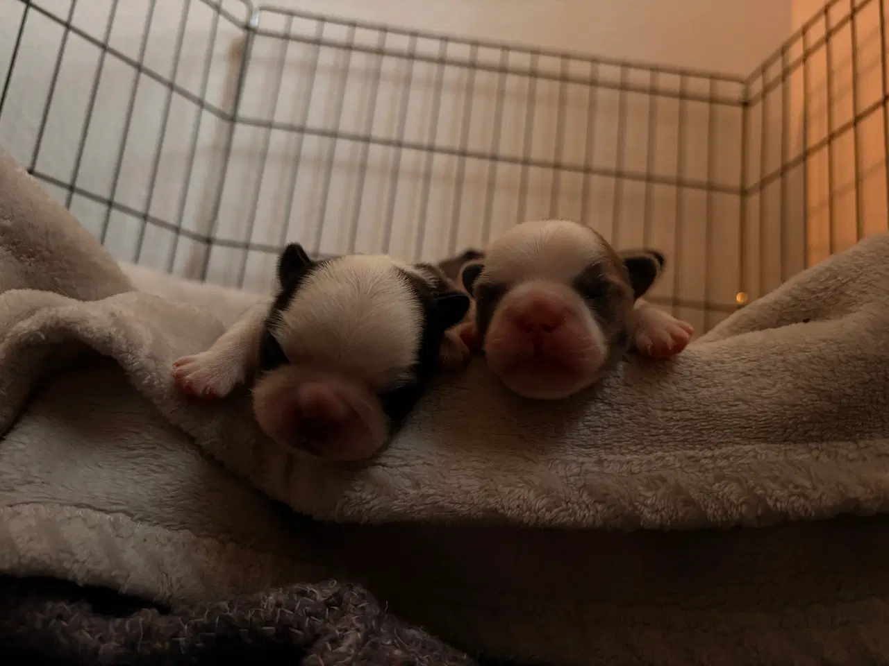 Billede 5 - Nala og Ronja søger et nyt hjem. 