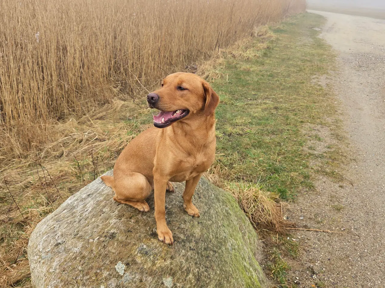 Billede 11 - Labrador retriver foxred