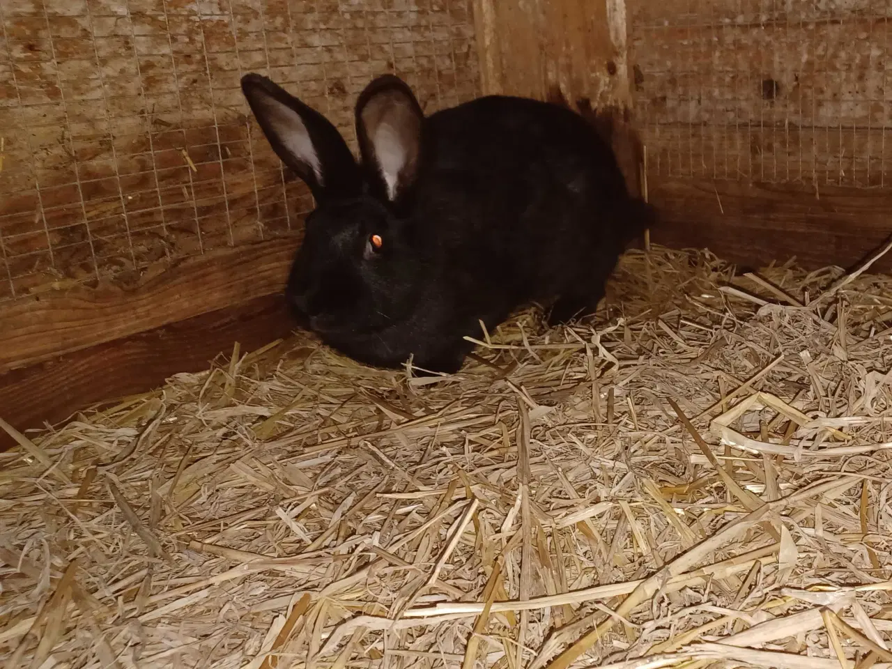 Billede 1 - New Zealand Red blandings hun