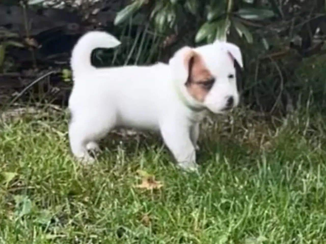 Billede 1 - Jack Russel Han hund