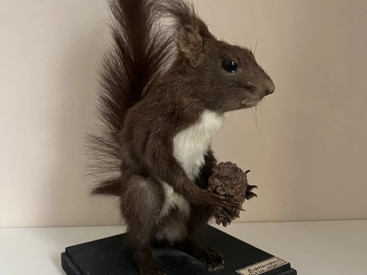 Billede 2 - Flot udstoppet Rødegern 