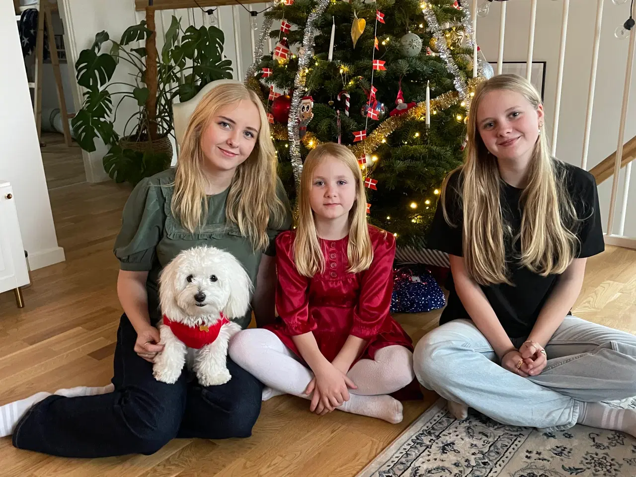 Billede 3 - Coton de tulear Huxi tilbydes til avl