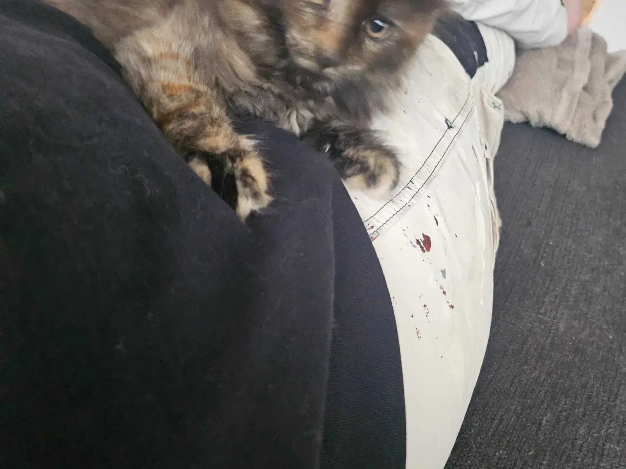 Billede 6 - Maine coon killinger uden stamtavle 