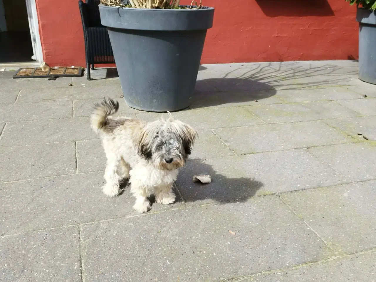 Billede 1 - Baldur søger nyt hjem