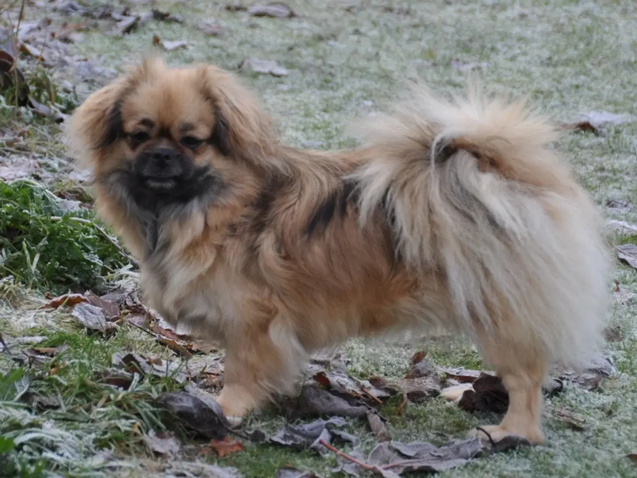Billede 5 - Tibetansk Spaniel - pige 22 mdr.