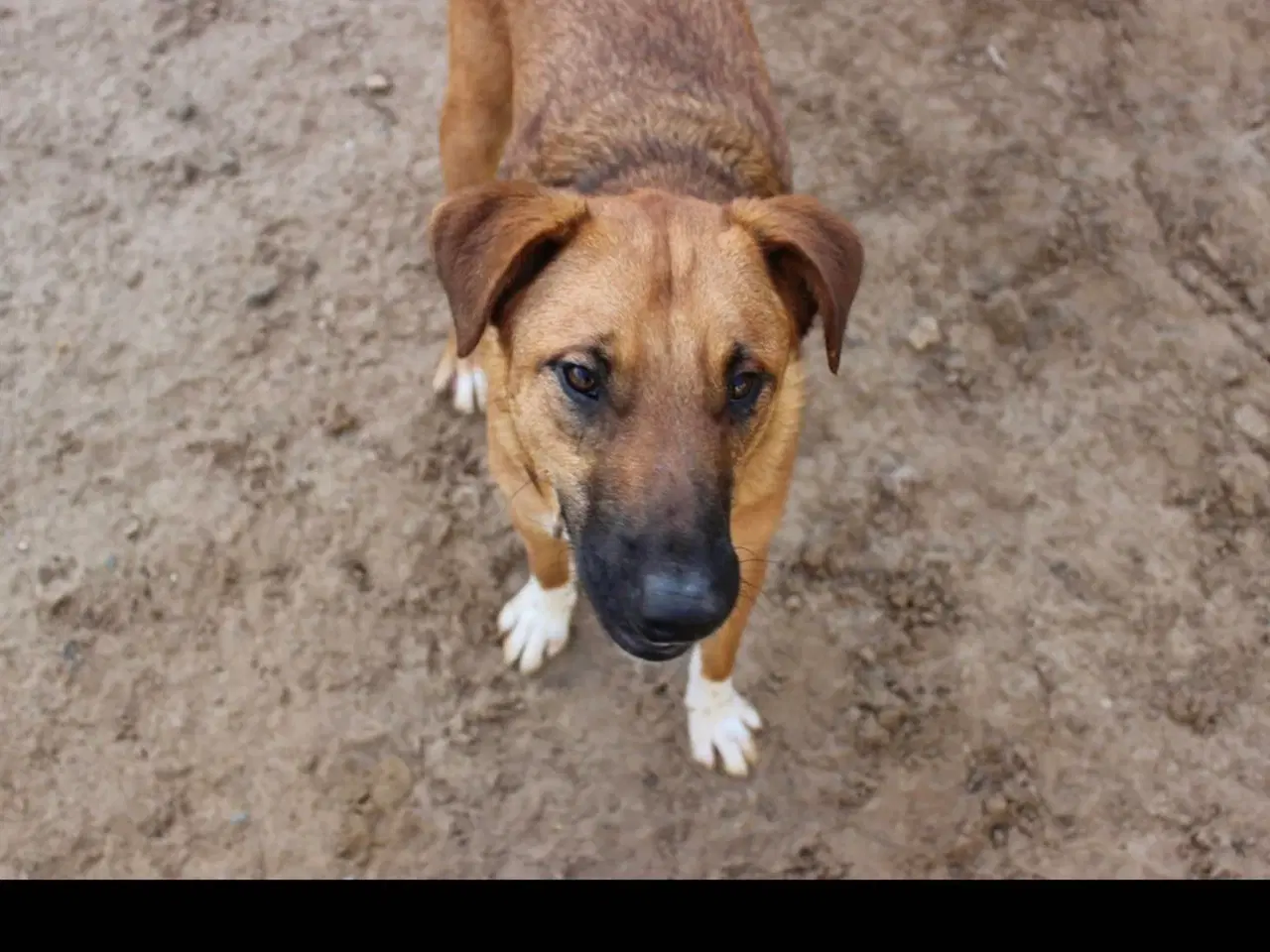 Billede 5 - Sødeste Alik søger familie