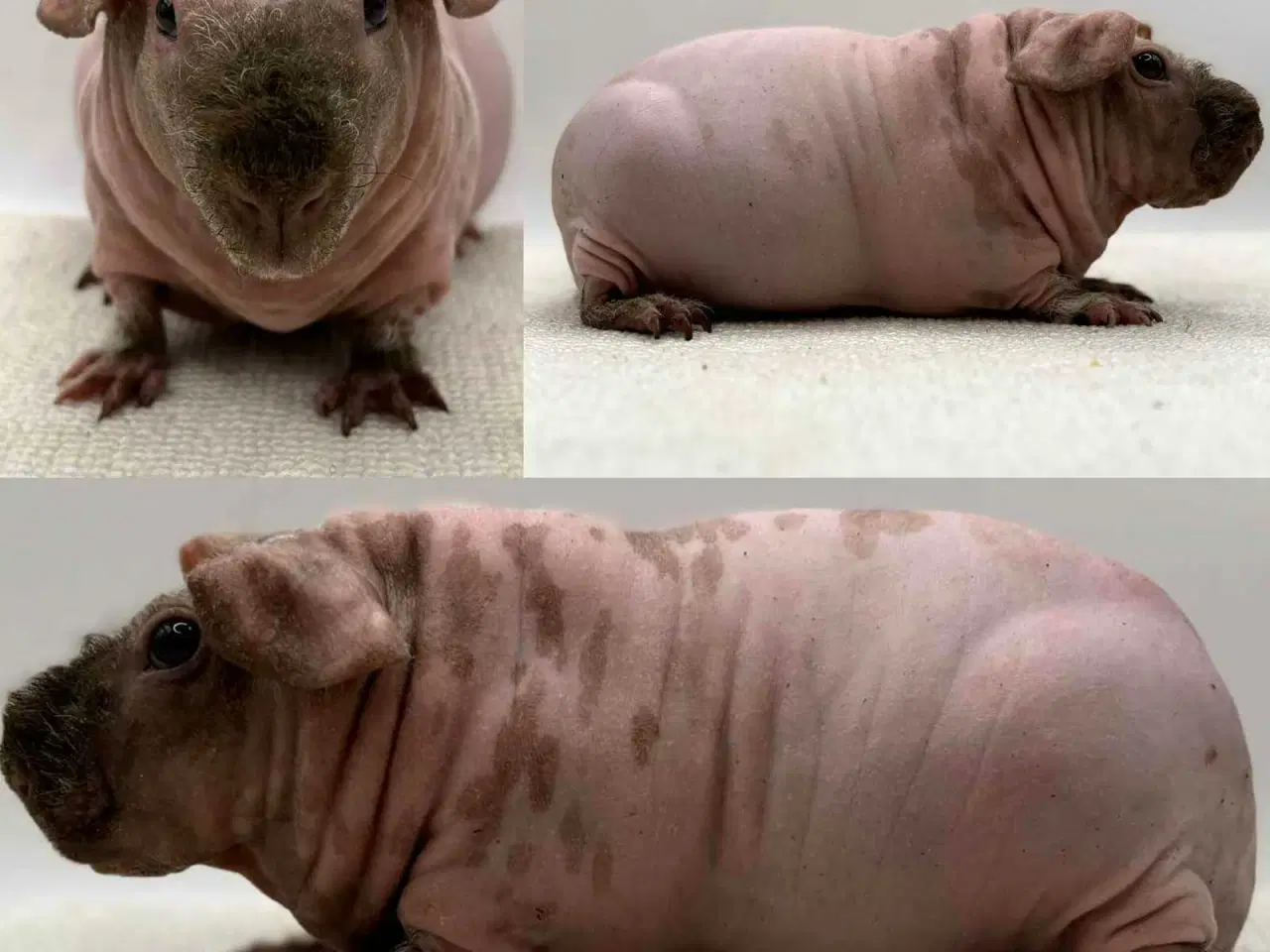 Billede 19 - DK Marinos opdræt